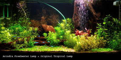 Освещение в аквариуме различными типами ламп