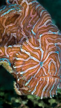 Фрогфиша, имеющего, весьма необычный дизайн камуфляжа, водолазы обнаружили в акватории порта одного из Индонезийских островов