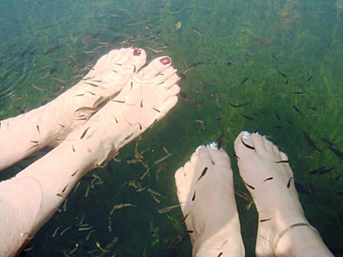 Туристы свешивали ноги с лодки и множество мальков и мелких рыб очищали их от омертвевшей кожи и даже могли избавить от некоторых кожных заболеваний