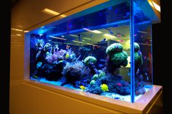 Самые красивые аквариумы частного интерьера