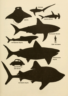 Сравнение размеров акул и человека