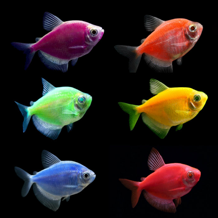 10 самых неприхотливых аквариумных рыбок