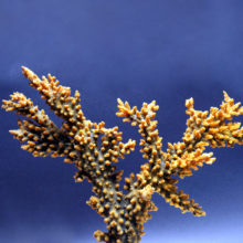 Коралл акропора флорида